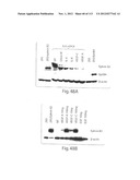 POLYPEPTIDE COMPOUNDS FOR INHIBITING ANGIOGENESIS AND TUMOR GROWTH diagram and image