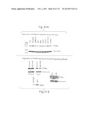 POLYPEPTIDE COMPOUNDS FOR INHIBITING ANGIOGENESIS AND TUMOR GROWTH diagram and image