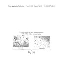 POLYPEPTIDE COMPOUNDS FOR INHIBITING ANGIOGENESIS AND TUMOR GROWTH diagram and image