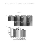 METHOD FOR INHIBITING MMP-9 DIMERIZATION diagram and image