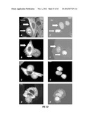 ANALOGS OF DEHYDROPHENYLAHISTINS AND THEIR THERAPEUTIC USE diagram and image