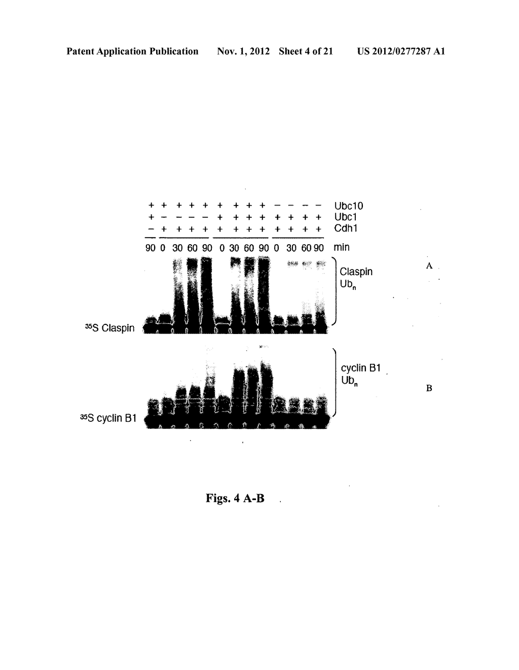 Modulating the CDC14B-CDH1-PLK1 Axis and Methods for Sensitizing Target     Cells to Apoptosis - diagram, schematic, and image 05