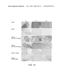 NOVEL CONJUGATES FOR TREATING NEURODEGENERATIVE DISEASES AND DISORDERS diagram and image