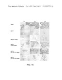 NOVEL CONJUGATES FOR TREATING NEURODEGENERATIVE DISEASES AND DISORDERS diagram and image