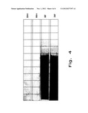 PROCESSES FOR MAKING HIGH PURITY RENEWABLE SOURCE-BASED PLASTICIZERS AND     PRODUCTS MADE THEREFROM diagram and image