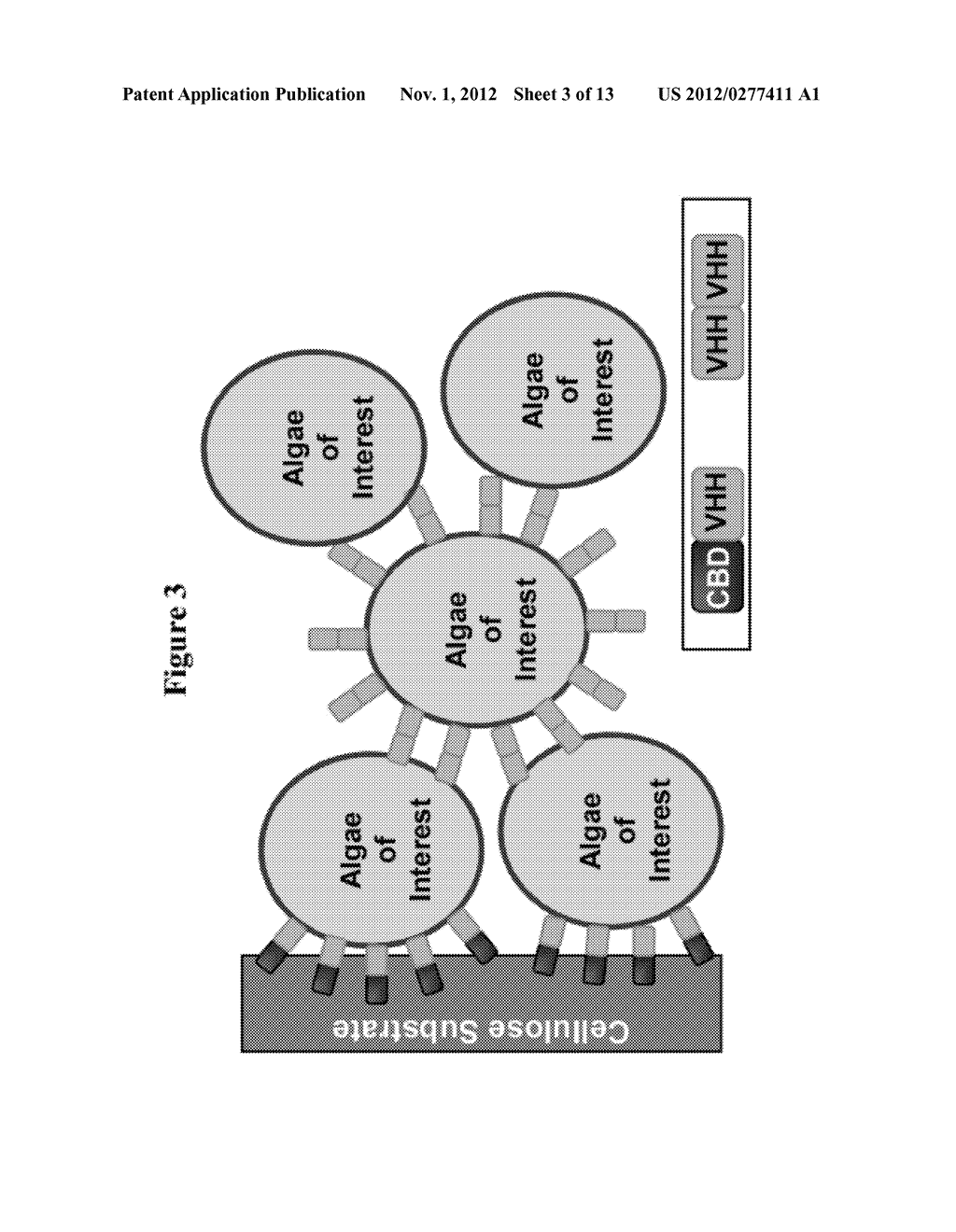 SINGLE CHAIN ANTIBODIES FOR PHOTOSYNTHETIC MICROORGANISMS AND METHODS OF     USE - diagram, schematic, and image 04