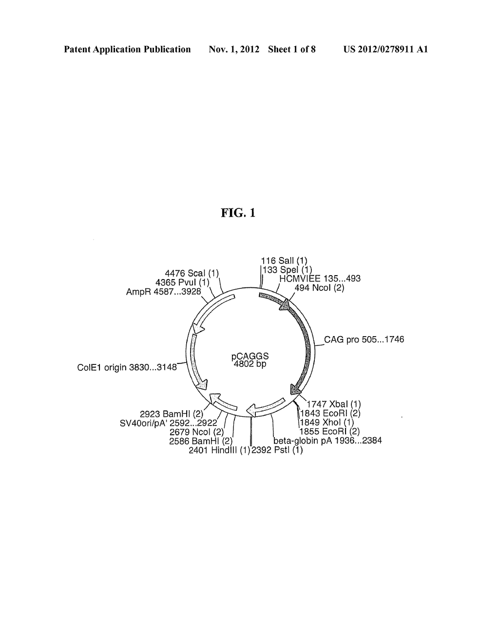 TRANSGENIC ANIMAL OVEREXPRESSING LUCIFERASE AND PREPARATION METHOD THEREOF - diagram, schematic, and image 02