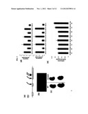 METHODS AND COMPOSITIONS FOR REGULATING PRODUCTION OF PROANTHOCYANIDINS diagram and image