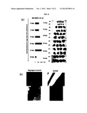 METHODS AND COMPOSITIONS FOR REGULATING PRODUCTION OF PROANTHOCYANIDINS diagram and image