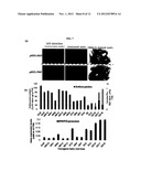 METHODS AND COMPOSITIONS FOR REGULATING PRODUCTION OF PROANTHOCYANIDINS diagram and image