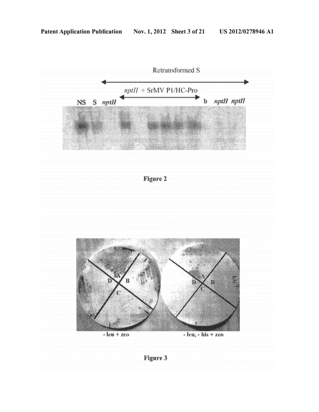 ISOLATION OF PROTEINS INVOLVED IN POSTTRANSCRIPTIONAL GENE SILENCING AND     METHODS OF USE - diagram, schematic, and image 04