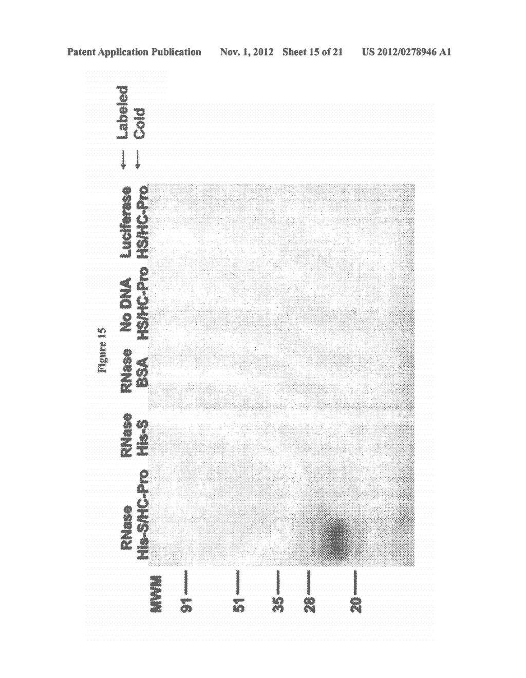 ISOLATION OF PROTEINS INVOLVED IN POSTTRANSCRIPTIONAL GENE SILENCING AND     METHODS OF USE - diagram, schematic, and image 16