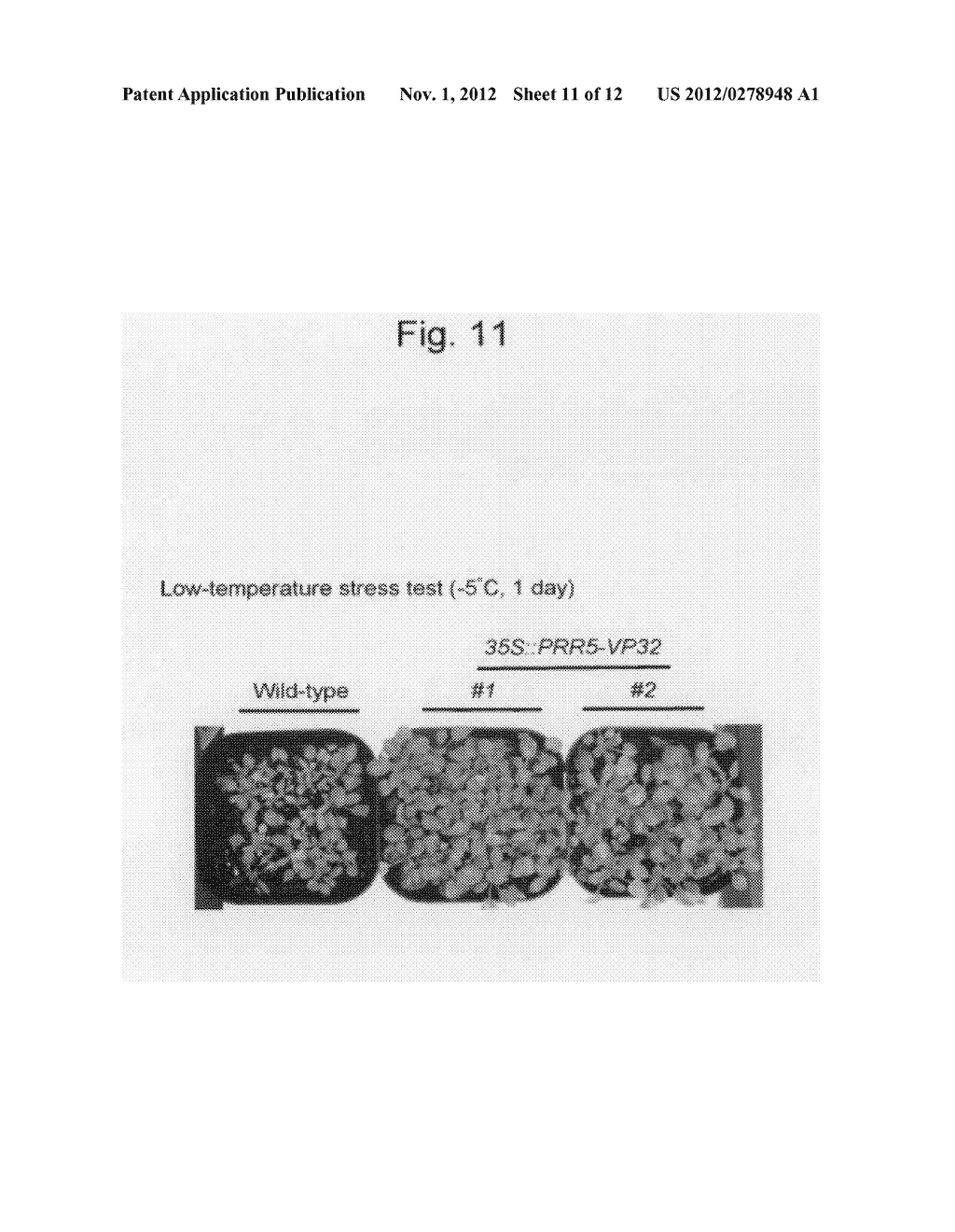 TRANSGENIC PLANT HAVING INCREASED BIOMASS AND IMPROVED ENVIRONMENTAL     STRESS RESISTANCE, AND PROCESS FOR PRODUCTION THEREOF - diagram, schematic, and image 12