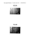 COPPER ALLOY PLATE AND METHOD FOR PRODUCING SAME diagram and image