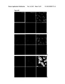 TARGETED DELIVERY TO HUMAN DISEASES AND DISORDERS diagram and image