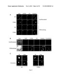 PROGNOSTIC,. SCREENING AND TREATMENT METHODS AND AGENTS FOR TREATMENT OF     METASTASIS AND INFLAMMATION USING 5T4 ONCOFOETAL GLYCOPROTEIN diagram and image