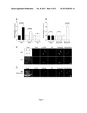 PROGNOSTIC,. SCREENING AND TREATMENT METHODS AND AGENTS FOR TREATMENT OF     METASTASIS AND INFLAMMATION USING 5T4 ONCOFOETAL GLYCOPROTEIN diagram and image