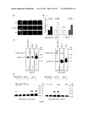 PROGNOSTIC,. SCREENING AND TREATMENT METHODS AND AGENTS FOR TREATMENT OF     METASTASIS AND INFLAMMATION USING 5T4 ONCOFOETAL GLYCOPROTEIN diagram and image