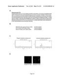 PROGNOSTIC,. SCREENING AND TREATMENT METHODS AND AGENTS FOR TREATMENT OF     METASTASIS AND INFLAMMATION USING 5T4 ONCOFOETAL GLYCOPROTEIN diagram and image