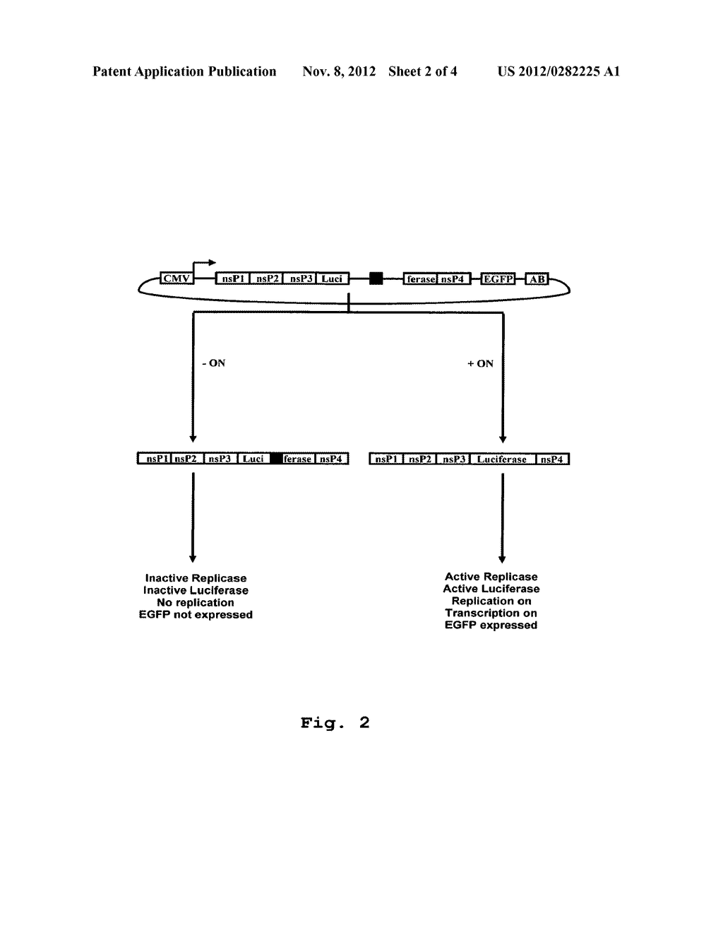 METHOD AND COMPOSITION FOR CREATING CONDITIONAL LETHALITY FOR VIRUS     MUTANTS AND FOR ELIMINATING THE VIABILITY OF AN EUKARYOTIC CELL - diagram, schematic, and image 03