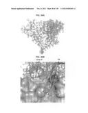 NEUTRALIZING ANTIBODIES TO HIV-1 AND THEIR USE diagram and image