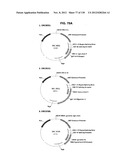 NEUTRALIZING ANTIBODIES TO HIV-1 AND THEIR USE diagram and image