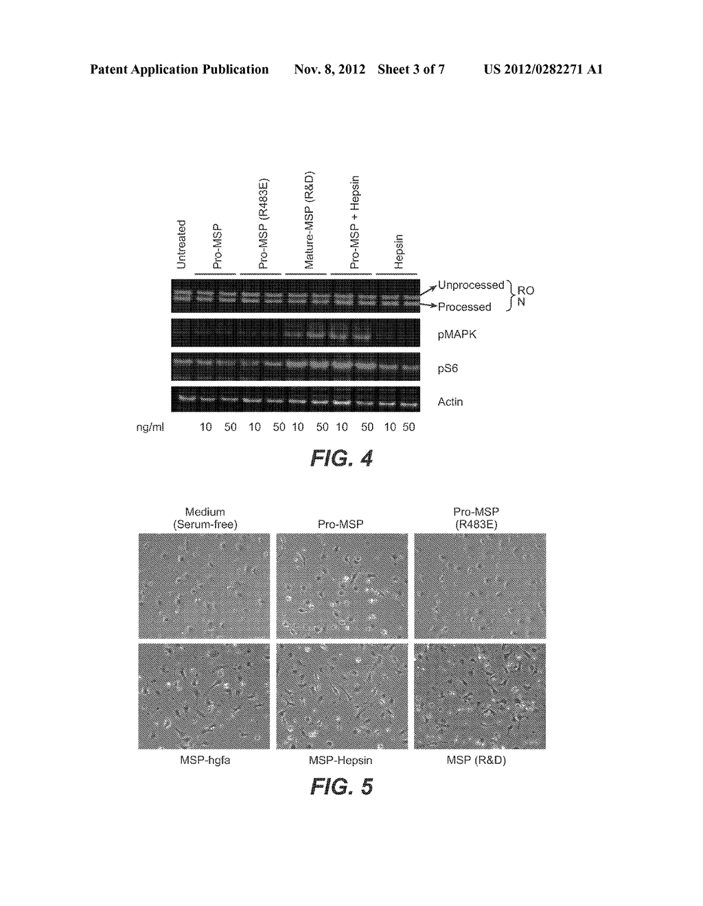 METHODS AND COMPOSITIONS FOR MODULATING HEPSIN ACTIVATION OF     MACROPHAGE-STIMULATING PROTEIN - diagram, schematic, and image 04
