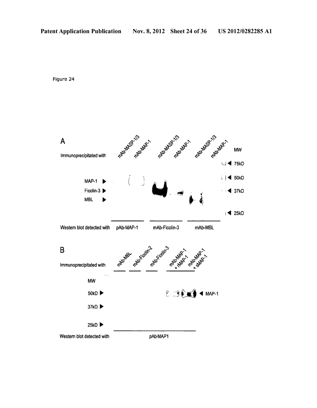 MASP ISOFORMS AS INHIBITORS OF COMPLEMENT ACTIVATION - diagram, schematic, and image 25