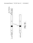 Recombinant Carrier Molecule for Expression, Delivery and Purification of     Target Polypeptides diagram and image