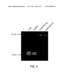 Recombinant Carrier Molecule for Expression, Delivery and Purification of     Target Polypeptides diagram and image