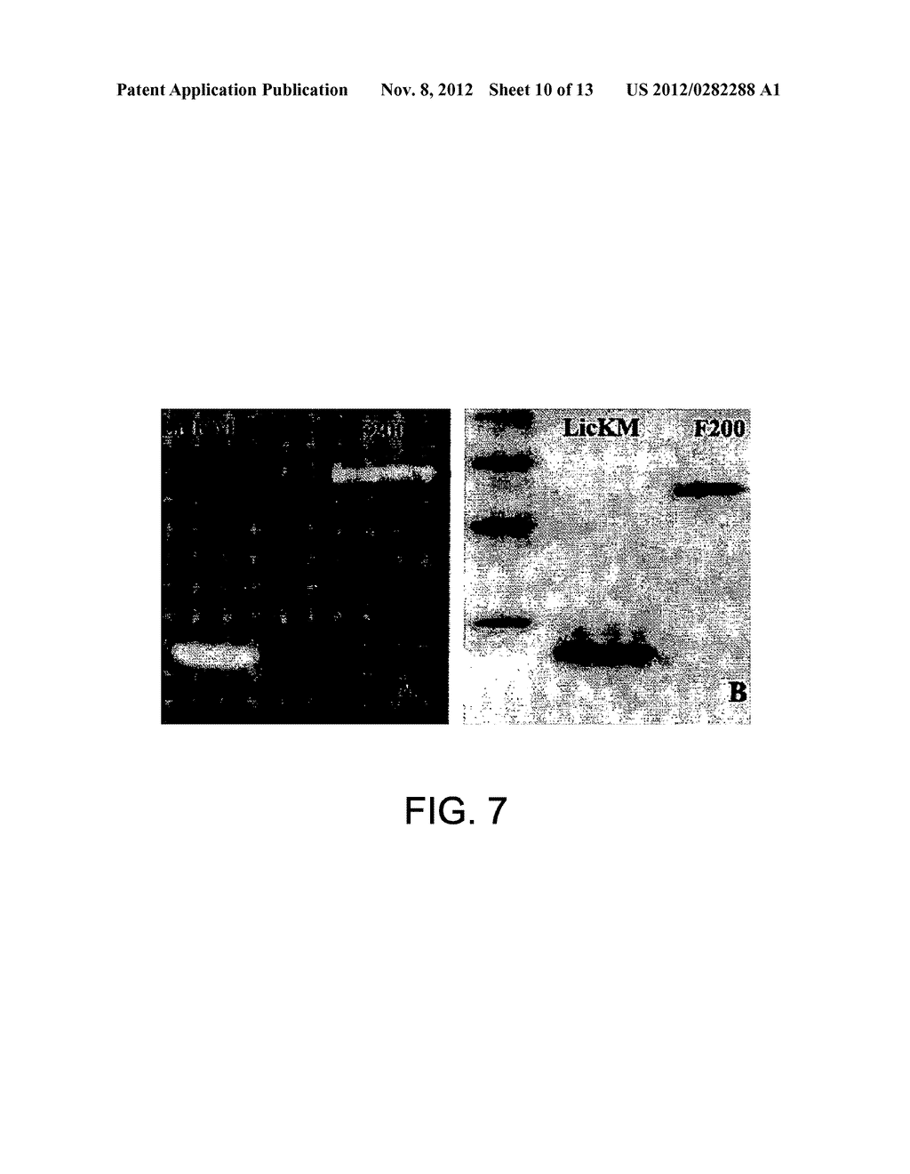 Recombinant Carrier Molecule for Expression, Delivery and Purification of     Target Polypeptides - diagram, schematic, and image 11