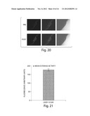 Compositions and Methods for Tissue Preservation diagram and image