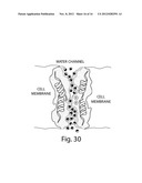 Compositions and Methods for Tissue Preservation diagram and image