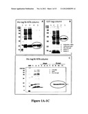 HIGH THROUGHPUT CELL-BASED HPV IMMUNOASSAYS FOR DIAGNOSIS AND SCREENING OF     HPV-ASSOCIATED CANCERS diagram and image