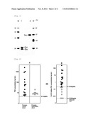 METHOD FOR ANALYZING PSA, AND A METHOD FOR DISTINGUISHING PROSTATE CANCER     FROM PROSTATIC HYPERTROPHY USING THAT METHOD FOR ANALYZING PSA diagram and image