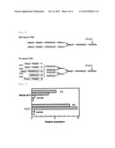 METHOD FOR ANALYZING PSA, AND A METHOD FOR DISTINGUISHING PROSTATE CANCER     FROM PROSTATIC HYPERTROPHY USING THAT METHOD FOR ANALYZING PSA diagram and image