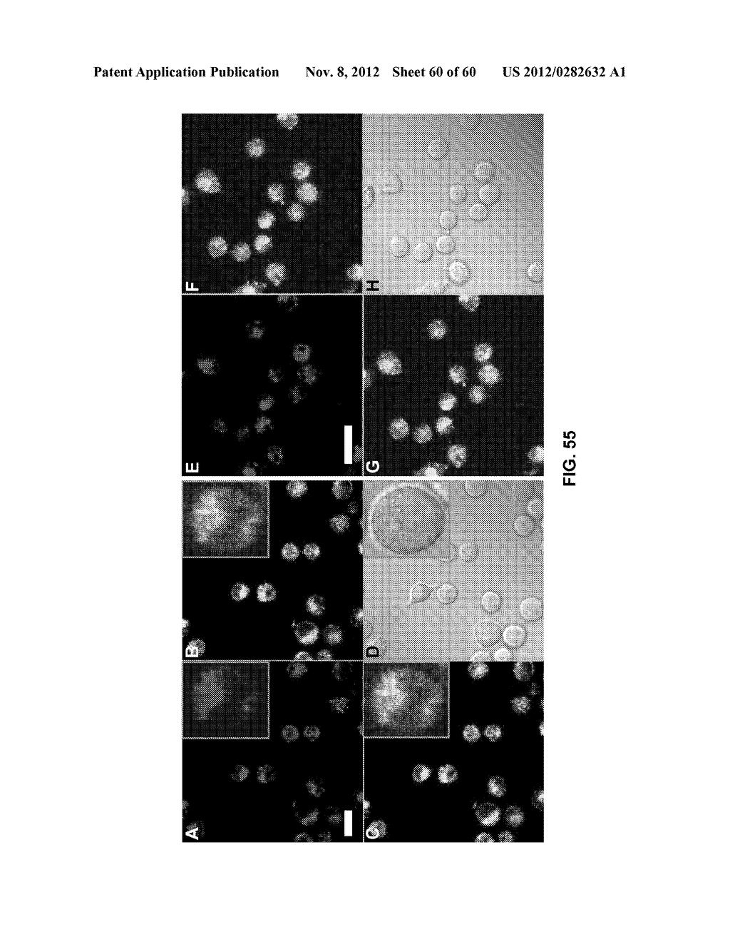 FUNCTIONALIZED CHROMOPHORIC POLYMER DOTS AND BIOCONJUGATES THEREOF - diagram, schematic, and image 61