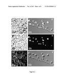 System and Method of Co-Cultivating Microalgae with Fungus diagram and image