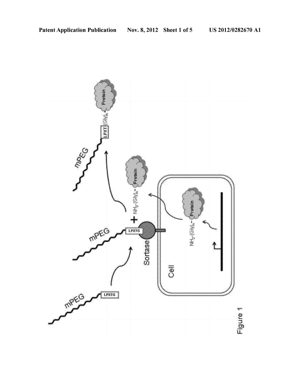 COMPOSITIONS AND METHODS FOR ENHANCING PRODUCTION OF A BIOLOGICAL PRODUCT - diagram, schematic, and image 02