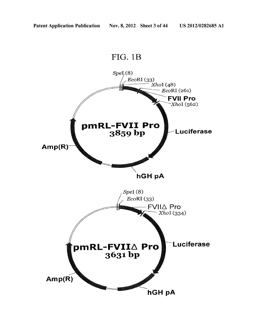 EXPRESSION VECTOR SUITABLE FOR EXPRESSION OF A CODING SEQUENCE FOR GENE     THERAPY - diagram, schematic, and image 04