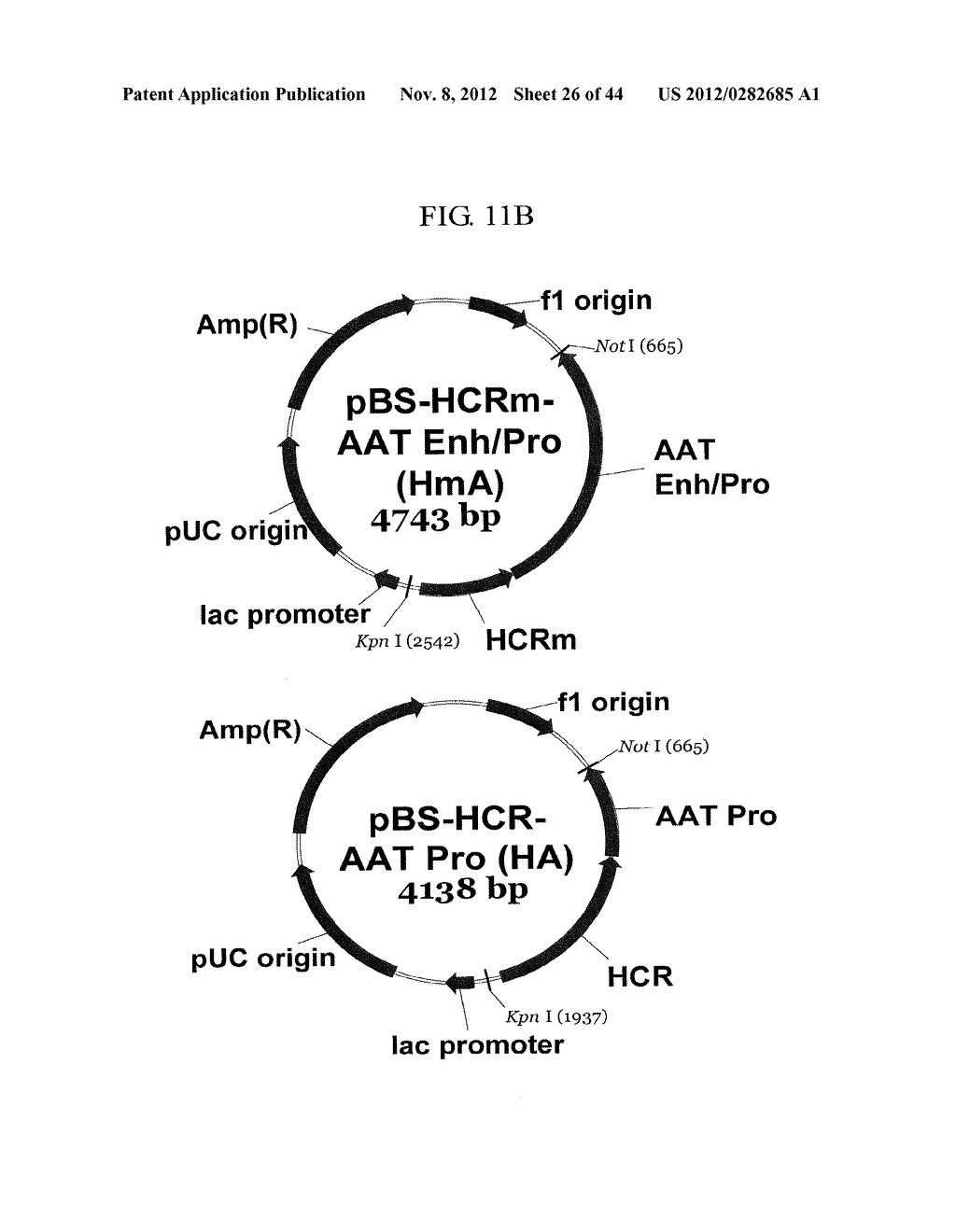 EXPRESSION VECTOR SUITABLE FOR EXPRESSION OF A CODING SEQUENCE FOR GENE     THERAPY - diagram, schematic, and image 27