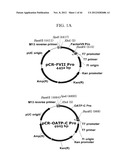 EXPRESSION VECTOR SUITABLE FOR EXPRESSION OF A CODING SEQUENCE FOR GENE     THERAPY diagram and image