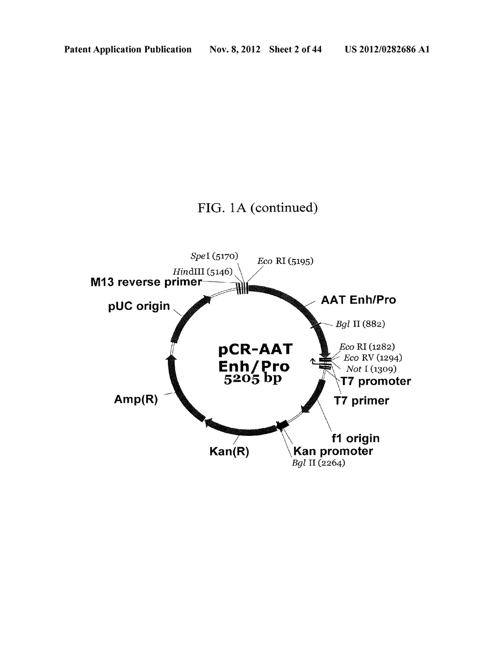 EXPRESSION VECTOR SUITABLE FOR EXPRESSION OF A CODING SEQUENCE FOR GENE     THERAPY - diagram, schematic, and image 03