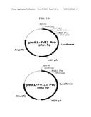 EXPRESSION VECTOR SUITABLE FOR EXPRESSION OF A CODING SEQUENCE FOR GENE     THERAPY diagram and image