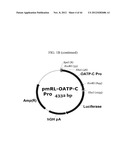 EXPRESSION VECTOR SUITABLE FOR EXPRESSION OF A CODING SEQUENCE FOR GENE     THERAPY diagram and image