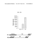 EXPRESSION VECTOR SUITABLE FOR EXPRESSION OF A CODING SEQUENCE FOR GENE     THERAPY diagram and image