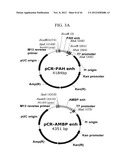 EXPRESSION VECTOR SUITABLE FOR EXPRESSION OF A CODING SEQUENCE FOR GENE     THERAPY diagram and image