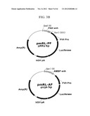 EXPRESSION VECTOR SUITABLE FOR EXPRESSION OF A CODING SEQUENCE FOR GENE     THERAPY diagram and image