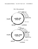 EXPRESSION VECTOR SUITABLE FOR EXPRESSION OF A CODING SEQUENCE FOR GENE     THERAPY diagram and image