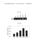 EXPRESSION VECTOR SUITABLE FOR EXPRESSION OF A CODING SEQUENCE FOR GENE     THERAPY diagram and image